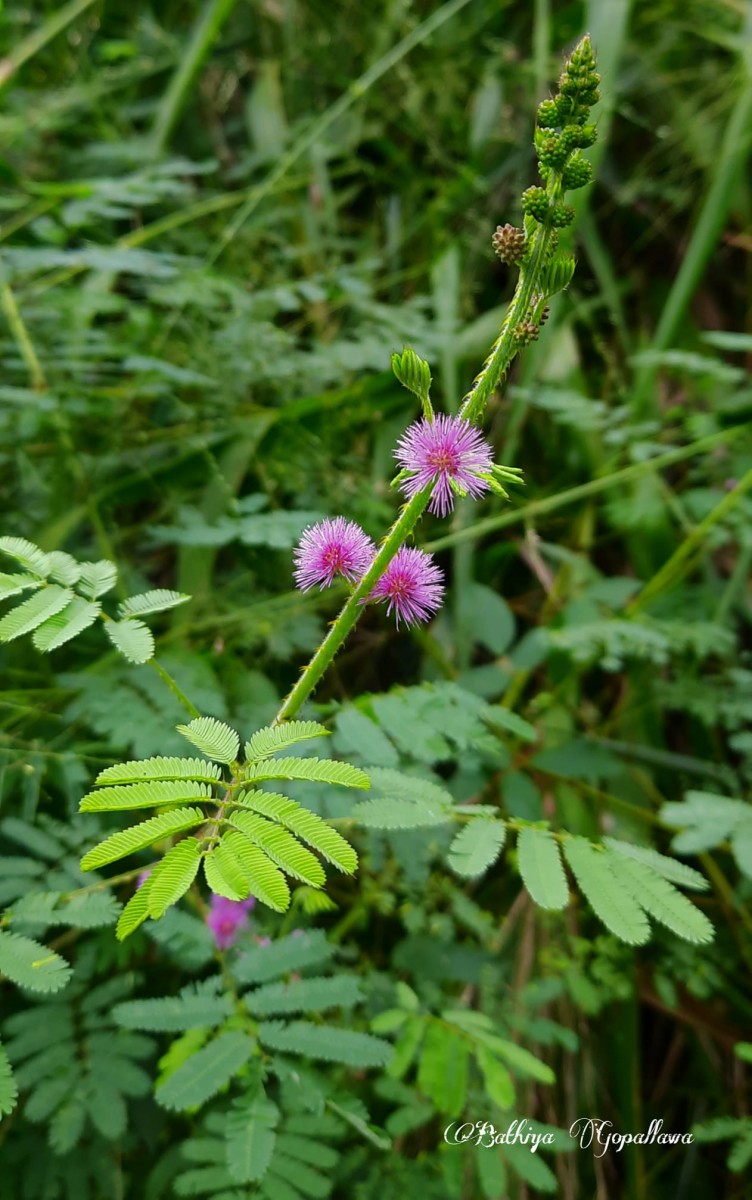 Mimosa diplotricha C.Wright